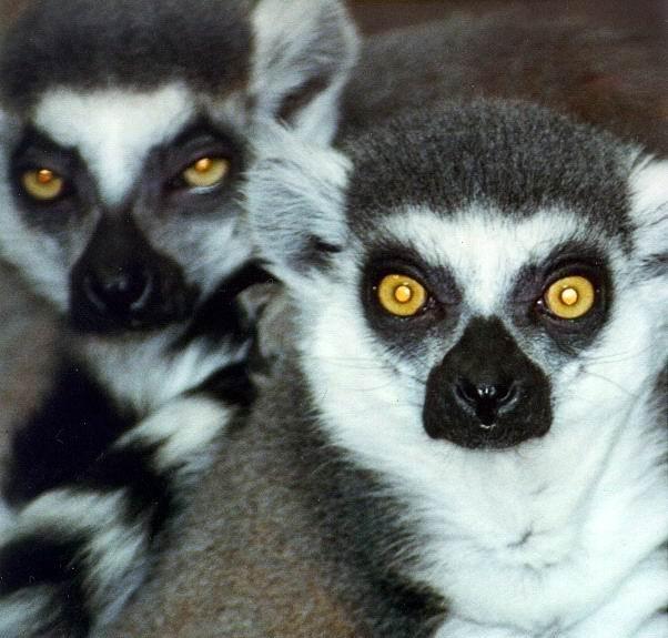 Lemur catta - ringtail lemur.jpg