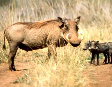 Warthog and babies.jpg