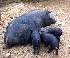 Feral Pig and piglets.jpg