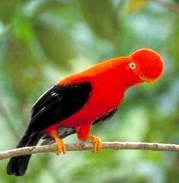 Andean cock-of-the-rock.jpg