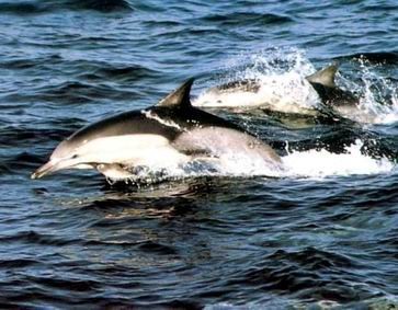 참돌고래 Delphinus delphis - Common Dolphin.jpg