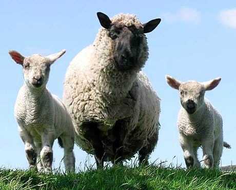 Sheep and lambs - are ewe friendly.jpg