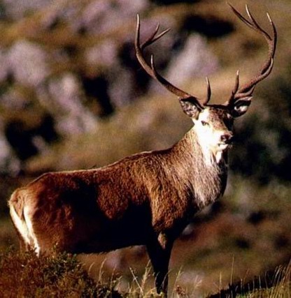 Red deer (Cervus elaphus).jpg