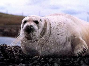 bearded seal.jpg