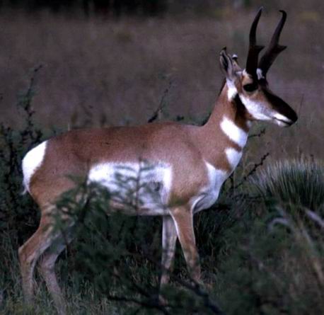 pronghorn antelope.jpg