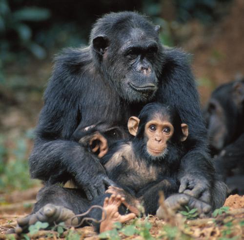Jane Goodall 07 - Chimpanzee mother and baby.bmp