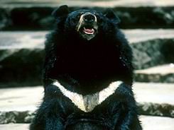 asiatic black bear.jpg