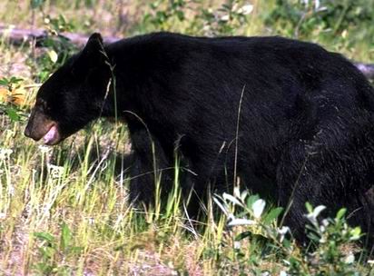 American Black Bear.jpg