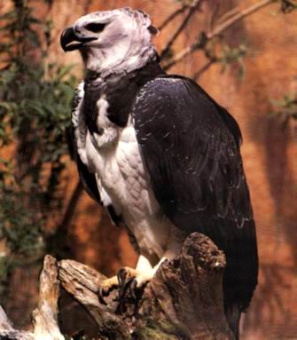 Harpy Eagle.jpg