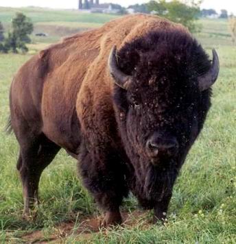 bison bull.jpg