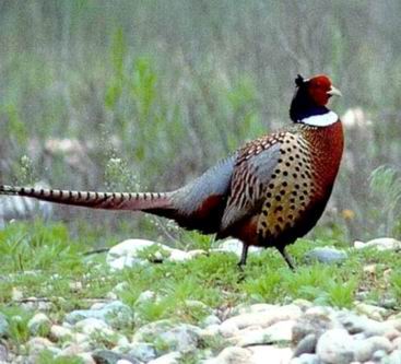 Ring-necked Pheasant.jpg