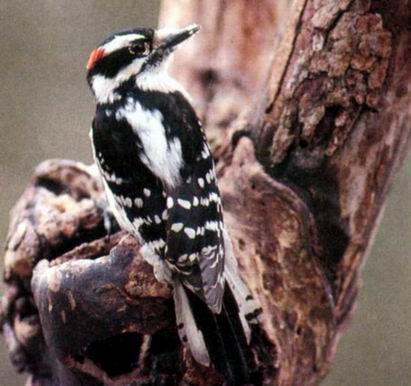 Downy Woodpecker - G. Ron Austing.jpg