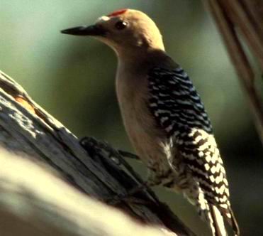 gila woodpecker.jpg