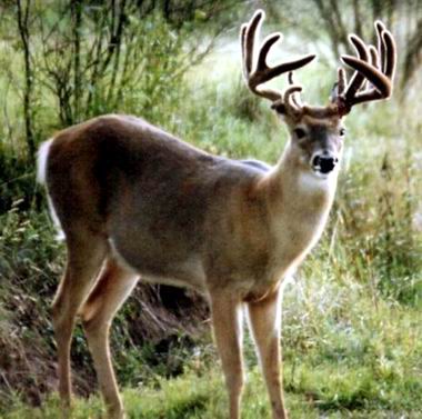 whitetail deer.jpg