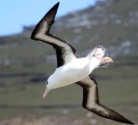 Black-browed Albatross.jpg