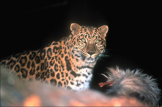 Korean Leopard - Amur subspecies.jpg