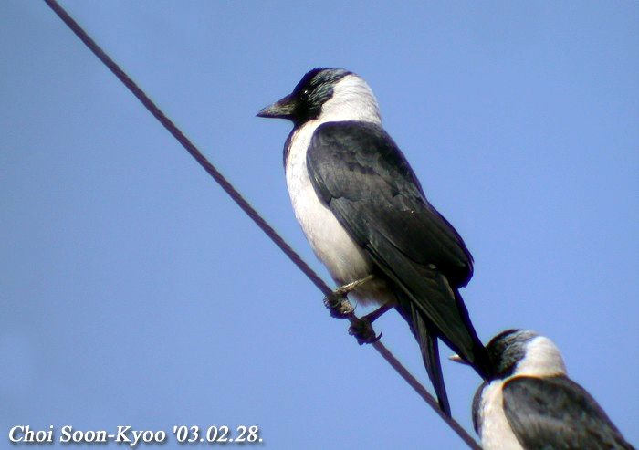 Corvus dauuricus02.jpg