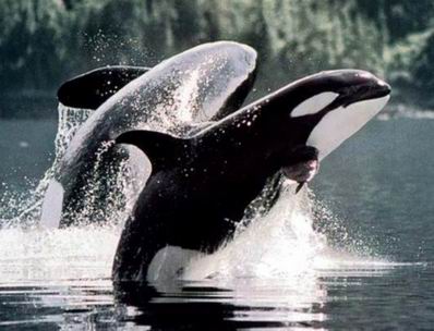 Killer Whale, Orcinus orca.jpg