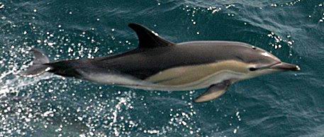 Short-beaked Saddleback Dolphin, Delphinus delphis.jpg
