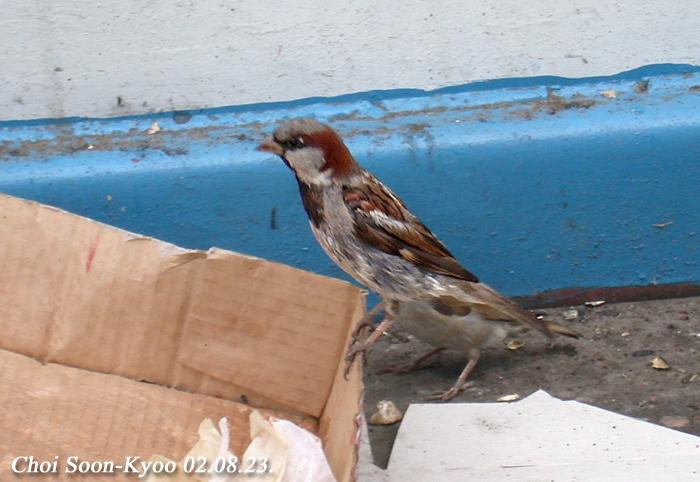 House sparrow01.jpg