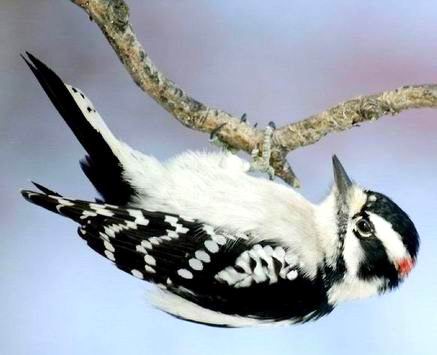 Hairy Woodpecker.jpg