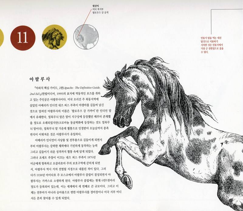 Hanbit Media-O\'Reilly Calendar 2001-11 Appaloosa Horse.jpg