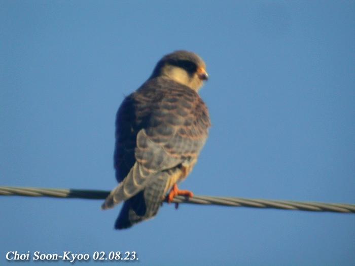 Falco amurenis01.jpg