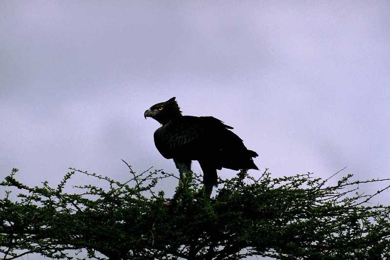 aat50287-Martial Eagle-Polemaetus bellicosus-on tree top.jpg