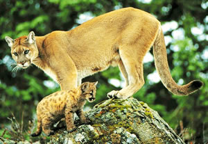 cougar cub.jpg