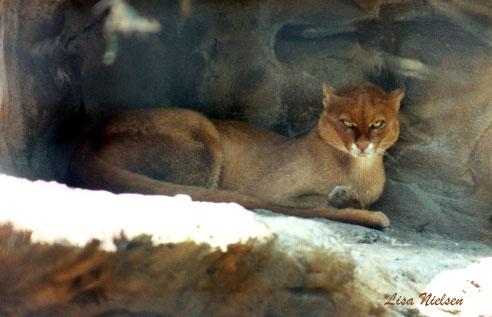 90-23-Jaguarundi-resting under rock shadow-by Lisa Purcell.jpg