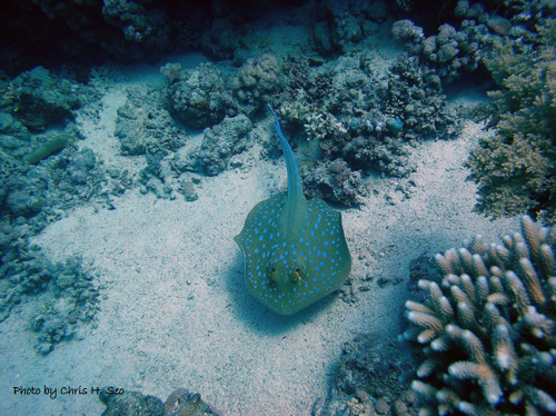 Blue spotted Sting Ray.jpg