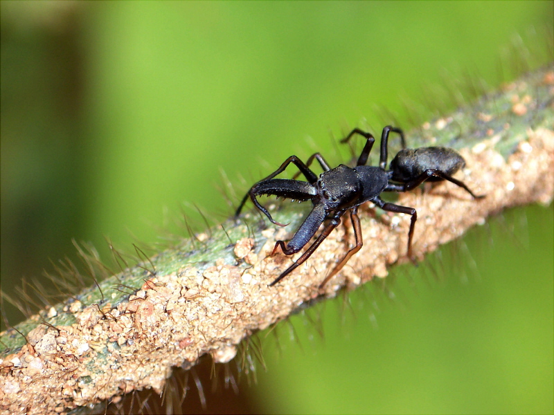 Ant Spider.jpg