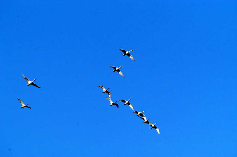 whistling swans in flight, Korea.jpg