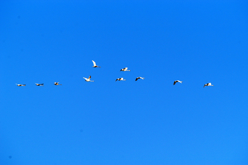 whistling swans in flight, Korea.jpg