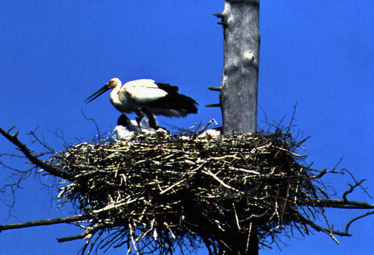Oriental White Stork.jpg