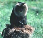 Lion-tailed Macaque.jpg
