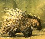 African Porcupine.jpg