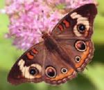 Buckeye Butterfly.jpg