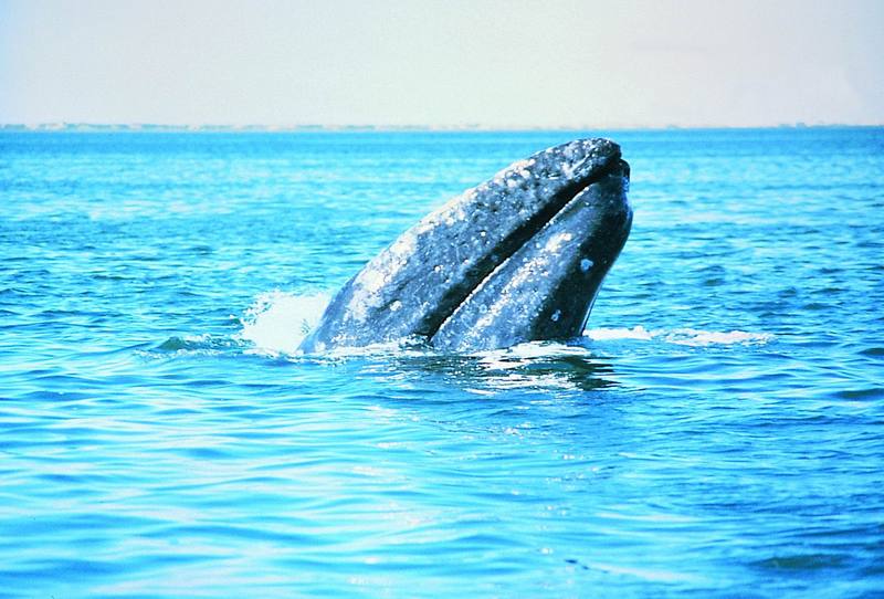 Gray Whale, Alaska.jpg