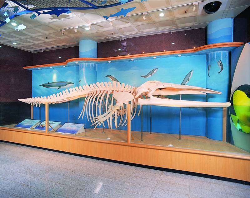 Fin whale skeleton, Korea.jpg