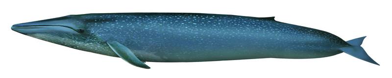 Blue Whale.jpg