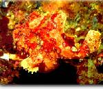 Painted Frogfish.jpg