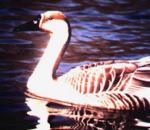 Swan Goose.jpg
