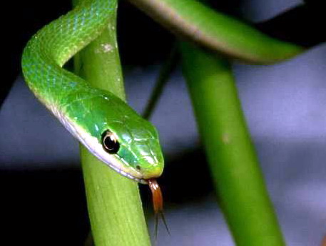 Rough Green Snake(Opheodrys aestivus).jpg