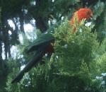 King Parrot.jpg