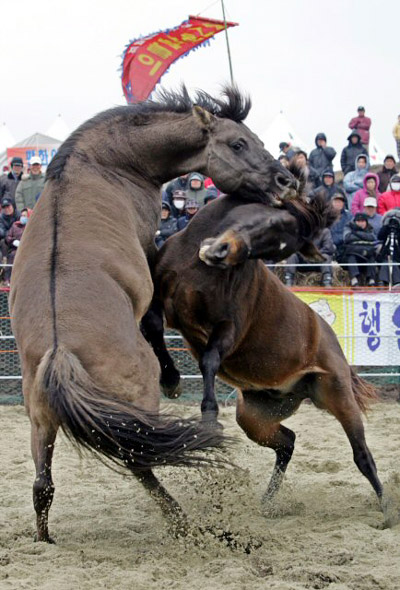 Horse Fighting, Jeju Pony, Korea.jpg