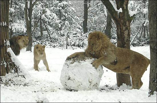 Snow Lions.jpg