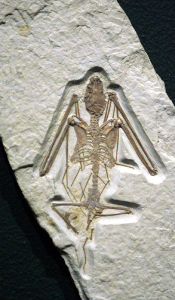The Oldest Known Prehistoric Bat fossil.jpg