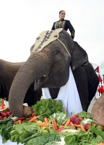 Elephants of New Guinness Record for eating 490kg of fruits and vegetables in 45 minutes, Spain.jpg