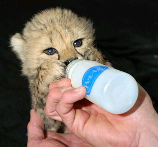 20060416 Cheetah cub, USA.jpg